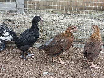 Leghorn,Vlaška koroptví a Australka velká - 4