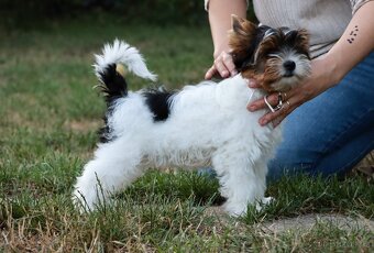 Biewer - jorkšírský - teriér - fenky - 4