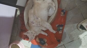 Mainska mývalí koťata s PP - 4