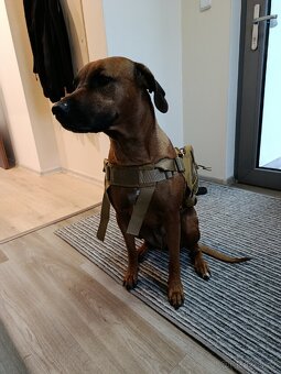 Batoh / kapsy pro psa - 4