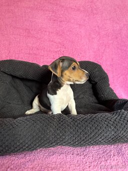 Jack Russell teriér - 4