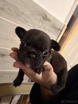 Prodám francouzský buldočky - 4