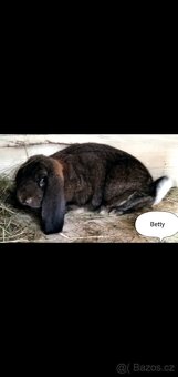 Francouzský Beran - 4