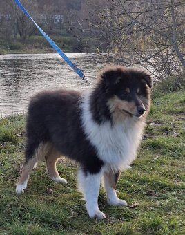 dlouhosrsté kolie s PP - Poslední volný pejsek - 4