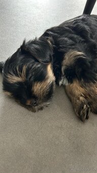 Biewer jorkširský teriér - 4