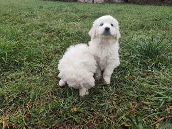 Slovenský čuvač bez PP - 4