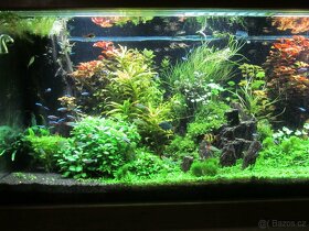 Akvarijní rostliny - 4