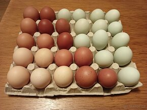 Nasadova vajíčka - 4