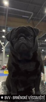Mops, štěně na prodej - 4