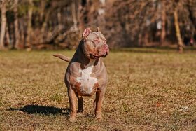 American bully - 4