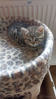 Britská koťátka whiskas s PP - 4