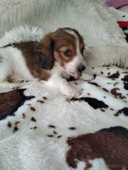 Jezevčík dlouhosrstý červený piebald - 4