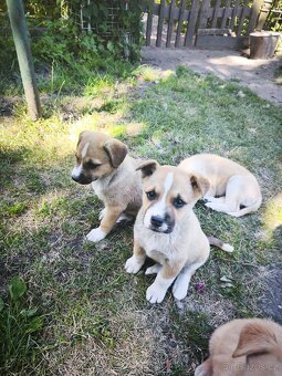 Husky x kříženec staforda. - 4