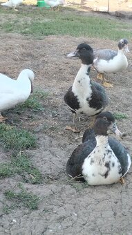 🦆 kachny na prodej 🦆 - 4