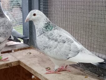 Poštovní holub standart - 4