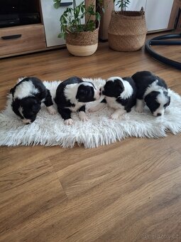 Štěňátka Border kolie - 4