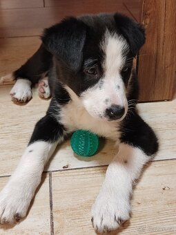 Border kolie bez pp již k odběru - 4