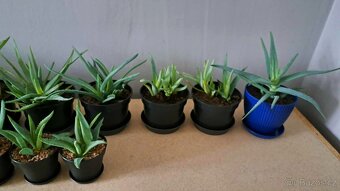 Pravá Aloe Vera - vhodná i jako dárek - 4