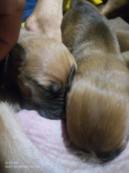 Americký stafordšírský teriér - 4