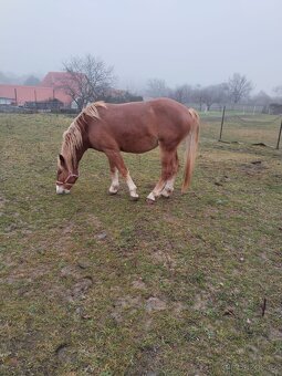 Slezský norik - kobylka - 4