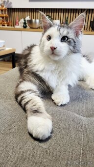 Mainská mývalí-krytí - 4