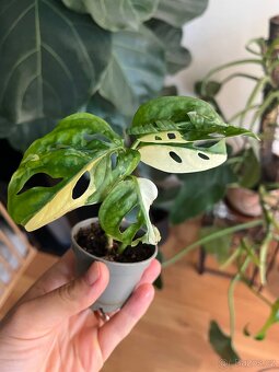 Monstera Adansonii Variegata - 4