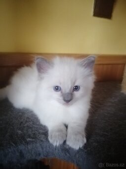 Ragdoll kocourek bez PP - 4