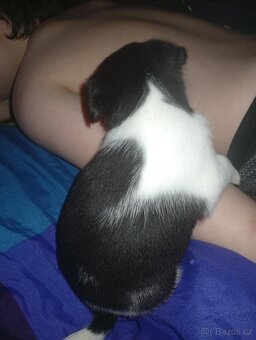 Jack Russell teriér - 4