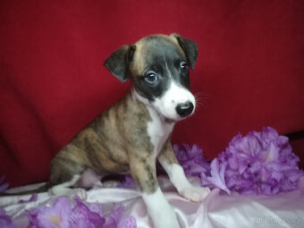 Whippet bez PP po obou rodičích s PP ( FCI) - 4