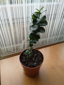 Carisa, exotická vonná rostlina s krásnými zelenými listy. - 4