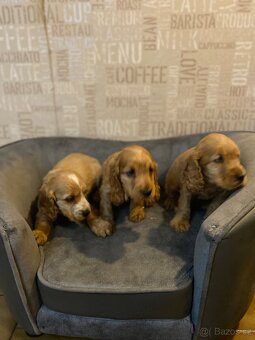 Anglický kokršpaněl - 4