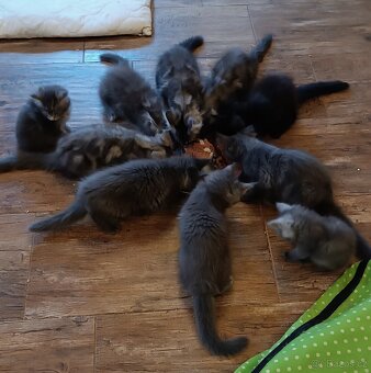 Mainská mývalí kočka s PP - 4