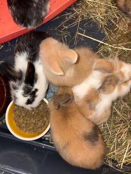 Zakrslý králík - Ivíček - 4