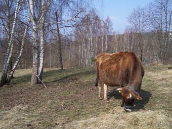 Kráva 100% Jersey - 4