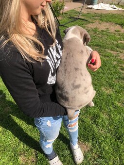 American bull XL, American bully, americký bull - 4