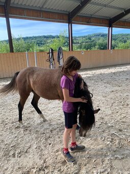 Hřebeček Český sportovní pony B - 4