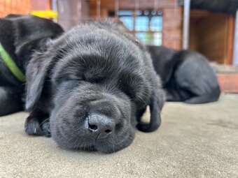 Labradorský retriever s PP - 4