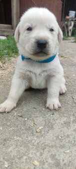 Štěně husky x labrador - 4