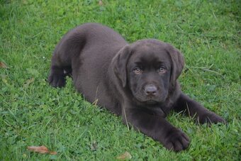 Labrador - 4
