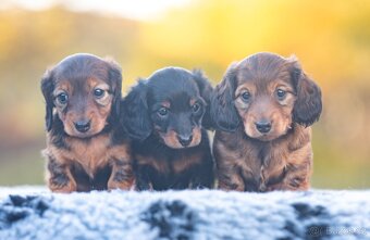 Jezevčík dlouhosrstý trpasličí/králičí - 4