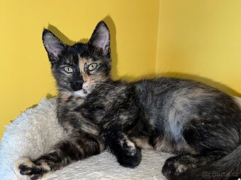 Mainská křížená koťátka - 4