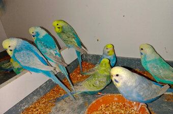 andulky duhovky,texas,zebřičky,korely,prodám - 4