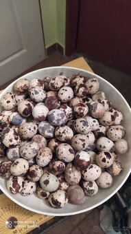 Křepelčí vajíčka - 4