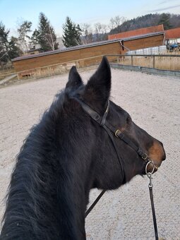 Prodám klisnu ČT - 4