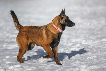 Belgický ovčák - Malinois - 4