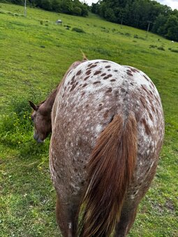 Appaloosa valach - 4