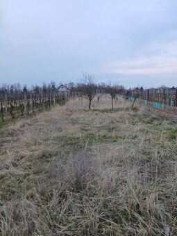 Pronajem zahrady a vinice - 4
