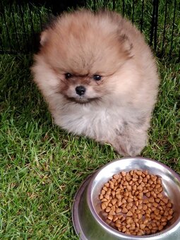 Pomeranian s PP - 4