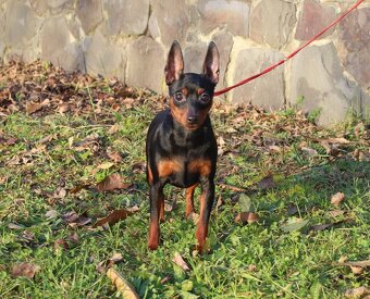 Miniatúrny pinč(Trpasličí pinč ), fenka  s PP - 4