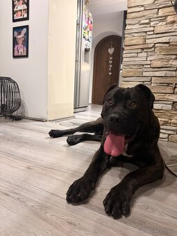 Canecorso mix - 4